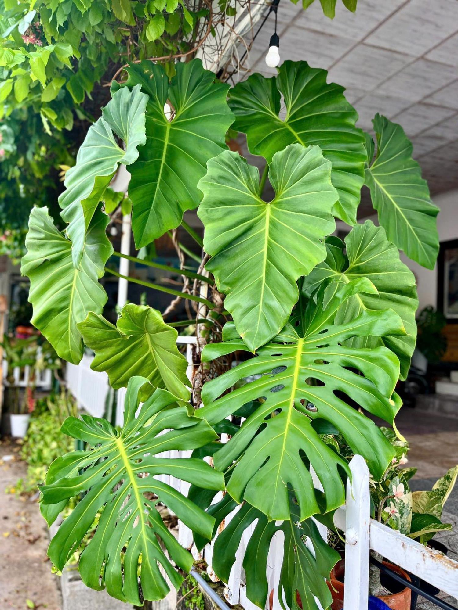 N'T Homestay Mui Ne Exterior photo